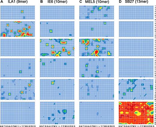 Figure 2. MHCI-restricted CD8+ T-cell clones exhibit explicit peptide length recognition footprints. Target cells (6 × 104) expressing either HLA A*0201 or HLA B*3508 were pulsed in duplicate with mixtures from 8mer, 9mer, 10mer, 11mer, 12mer, or 13mer CPL scans (100 μM) at 37°C. After 2 hours, 3 × 104 ILA1 (A), 1E6 (B), MEL5 (C), or SB27 (D) CD8+ T cells were added and incubated overnight. The supernatant was then harvested and assayed for MIP1β by ELISA. For ILA1 and MEL5 CD8+ T cells, red, yellow, green, dark blue, mid blue, and light blue depict > 50%, 40%-50%, 30%-40%, 20%-30%, 10%-20%, and 0%-10% MIP1β production (pg/mL) in response to 10−5 M index peptide, respectively. For 1E6 and SB27 CD8+ T cells, red, orange, yellow, green, dark blue, and light blue depict > 100%, 80%-100%, 60%-80%, 40%-60%, 20%-40% and 0%-20% MIP1β production (pg/mL) in response to 10−5 M index peptide, respectively. Each heat map is representative of a minimum of 3 different replicate experiments, each performed in duplicate.