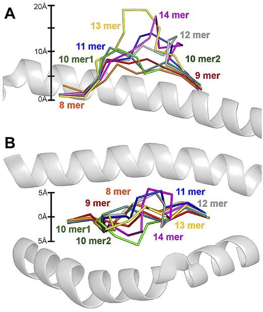Figure 8. The degree of MHCI-peptide backbone “bulging” is proportional to peptide length. Supposition of pMHCI structures with increasing epitope length. The peptides have been superimposed on HLA A*0201, which is shown in cartoon representation. MHCIs were aligned using the MHC α1 and β2 domains. Peptide backbones are shown with ribbon representation and include the 8mer B*3501-VPLRPMTY (orange), 9mer A*0201-ILAKFLHRL (red), 10mer1 A*0201-ELAGIGILTV (green), 10mer A*0201-ALWGPDPAAA (dark green), 11mer B*3508-HPVGEADYFEY (blue), 12mer B*3508-CPSQEPMSIYVY (grey), 13mer B*3508-LPEPLPQGQLTAY (yellow), and 14mer B*3501-LPAVVGLSPGEQEY (purple). (A) Side view demonstrating the different peptide bulges out the MHCI groove depending on the length of the peptide. The scale on the left was calculated using the conserved position of peptide residue 2 from the Cα atom as 0 Å. The MHC α2 helix has been removed for clarity. (B) “Bird's eye view” demonstrating the different sideways displacement of peptides toward MHCI α1 or α2 helices depending on the length of the peptide. The scale on the left was calculated using the average central position of all of the peptides as 0 Å. The MHC α1 (above) and α2 helix (below) are shown. PDB codes are 1A1N, 10GA, 2GT9, 2FZ3, 3BW9, 1ZHL, 1XH3, and 414W.