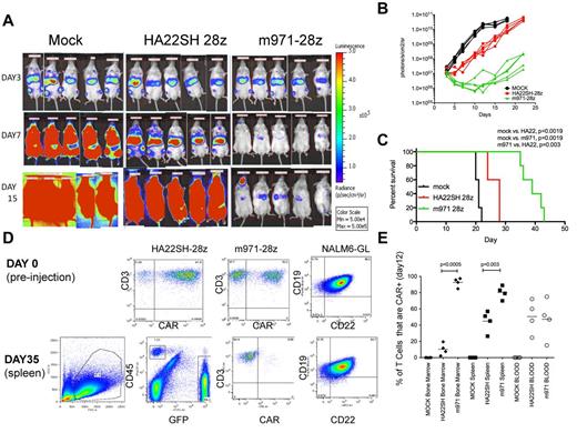 Figure 6. Evaluation of CD22 CARs in vivo. On day 0, NSG mice were injected intravenously with 5 × 105 NALM6-GL cells. On day 3 mice received 1 × 107 CAR+ T cells (HA22SH-28z (n = 5) or m971-28z (n = 5) or mock T cells (n = 5). (A) Bioluminescent imaging pre-treatment (day 3), day 7 and day 15 after intravenous injection of NALM6-GL. (B) Bioluminescent signal for each mouse over time, comparing mock, HASH-28z and m971-28z. (C) Kaplan-Meier survival curves for each group, listing significant differences between each group, survival statistics calculated using log-rank (Mantel-Cox) analysis. (D) Top row: flow cytometric analysis of transduced T cells used in the experiment, as well as CD22 and CD19 expression on NALM6-GL before injection. Bottom row: left panel, FSC versus SSC gating of splenocytes excised from a mouse on sacrifice; center-left panel, FSC versus SSC gated cells were analyzed for green fluorescence (NALM6-GL, x-axis) and CD45-PerCp (y-axis); center right, CD45-gated cells were stained for CD3-APC (y-axis) and for CAR expression; right panel, GFP+ gated cells were stained for CD22 and CD19. (E) In a separate experiment, carried out identically, mice were killed on day 12, and analyzed for CAR expression on gated human T cells in the bone marrow, spleen, and blood. Percentage of T cells expressing CARs is plotted (y-axis), and significant differences, using unpaired 2-tailed t test, are shown.