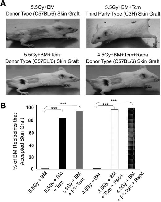 Figure 3. Anti–third-party Tcms mediated chimerism specifically protects donor skin graft from rejection. Sublethally irradiated (5.5Gy/4.5Gy TBI) Balb/c (H-2d) mice were transplanted with 20 × 106 C57BL/6-nude (H-2b) BM cells with or without administration of 5 × 106 C57BL/6 Tcm. The indicated groups received subcutaneous injections of 0.5 mg/kg rapamycin during 5 days (days −1 to +4). On day 30 after BM transplantation skin grafting of donor-type (C57BL/6, H-2b) as well as third-party (C3H, H-2k) was carried out (each recipient was transplanted with both grafts). Recipients of skin grafts were either BM control mice (“5.5Gy+BM” and “4.5+BM” Groups) which had rejected the donor-BM or those Tcm-treated mice which had achieved donor-chimerism. (A) Representative images of skin grafts across experimental groups taken 4 months after skin grafting. (B) Bars show percentage of chimeras that accepted donor skin grafts across experimental groups during a > 4-month follow-up period after skin grafting. Data were pooled from 6 independent experiments (***P < .001 by X2).