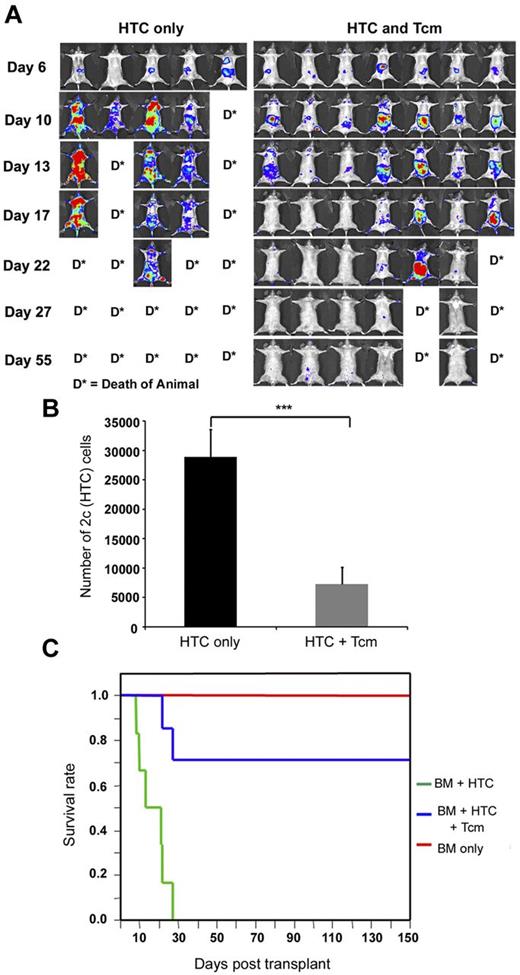 Figure 4. Tcms systemically eliminate host anti-donor T cells. Seven-hundred TCR transgenic 2c-Luc+ CD8+ cells were injected on day −1 into supralethally irradiated (4Gy on day −5 and 10Gy on day −2) C57BL/6 mice. One day after 2c administration, the mice received 3 × 106 Balb/c-nude BM cells (“HTC only”) or BM+5 × 106 (CB6)F1 Tcm (“HTC+Tcm”). (A) Images were taken at indicated days after transplantation in live anesthetized animals using IVIS. Color intensity is normalized for all images. (B) On day 9 after transplantation, organs (LN, spleen, BM, lung, and liver) were harvested from 5 animals from each group and numbers of live (7aad−) CD8+ 2c cells were assessed by FACS analysis. Total numbers of 2c cells harvested from all organs tested in the absence (black bar) or presence (gray bar) of Tcm treatment are presented. Data represent mean ± SD of total numbers of 2c cells from 5 animals in each group (***P < .001). (C) Survival curves of mice from the different treatment groups.