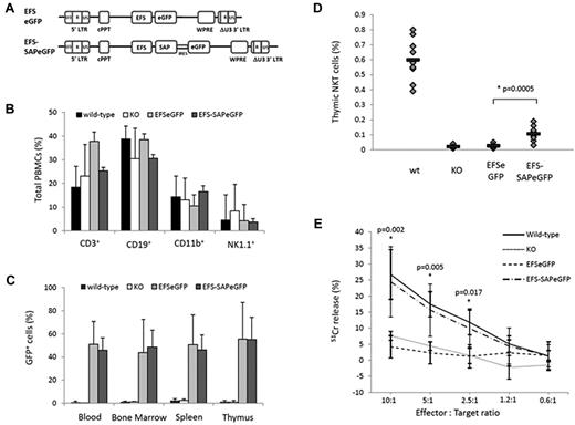 Figure 1. Immune reconstitution of SAP-deficient mice after gene transfer into hematopoietic stem cells. (A) Schematic representation of the SAP-expressing lentiviral construct and the corresponding eGFP control used for the reconstitution of SAP-deficient animals. (B) Flow cytometric analysis of hematopoietic lineages in control and experimental animals 12 weeks after reconstitution. (C) Level of eGFP expression in the blood, bone marrow, spleen, and thymus of all animals at the time of sacrifice. (D) Detection of NKT cells in the thymus of control and reconstituted animals by staining for the TCRVβ receptor and NK1.1 surface marker. Values for individual mice are shown as dots, and the mean of all values is represented by a horizontal line. (E) NK-cell cytotoxic activity measured in a 51Chromium release assay against the radiolabeled murine T lymphoma target cells (RMA/S). Assays were done in triplicate and data shown are mean ± SEM of all values.