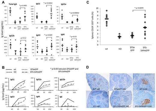 Figure 2. Reconstitution of the humoral defects in SAP-deficient mice after immune challenge. (A) Quantification of baseline serum immunoglobulin levels by ELISA 12 weeks after reconstitution. Values for individual mice are shown as dots, and the mean of all values is represented by a horizontal line. (B) Quantification of NP-specific antibody production by ELISA at various time points after immunization with NP-CGG in control and reconstituted animals. (C) Detection of germinal center B cells by flow cytometry in splenic lymphocytes stained with anti-CD19 and anti-Gl7 antibodies. Values for individual mice are shown as dots, and the mean of all values is represented by a horizontal line. (D) Germinal center staining in splenic follicles of control and reconstituted mice 10 days after immunization using the germinal center B-cell marker peanut agglutinin (PNA). In addition to original magnification (×40) for all groups, original magnification (×100) of a single follicle to show degree of germinal center recovery is shown for WT and EFS-SAPeGFP mice.