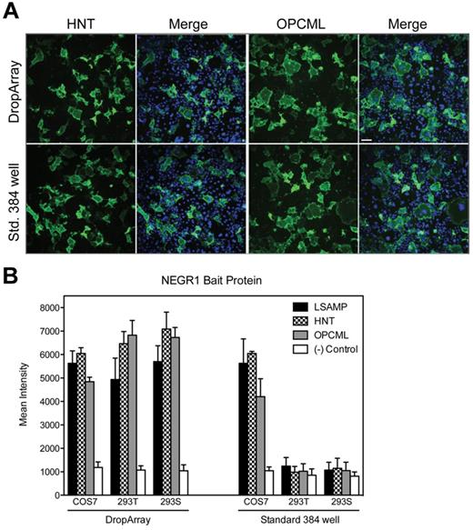 Figure 3. Cell-based extracellular protein-protein interactions. (A) COS7 cells transfected with either HNT or OPCML expression constructs were fixed and then incubated with NEGR1-hFc bait protein. The cells were then washed and stained with anti–human AF488 (green) and scanned on the IN Cell Analyzer 2000. The same reagents for transfection and staining were used on a standard 384-well microtiter plate (Aurora, Brooks Automation) and a DropArray plate for a side-by-side comparison of the 2 formats. Hoechst staining (blue) of the nuclei shows the same cell density on both plate formats. Scale bar = 70 μm. (B) Quantification of the mean intensity of the green channel from the images acquired. With the use of 3 different cell types, equivalent intensity values are seen when NEGR1-hFc binds to cells expressing 3 different expression constructs of known NEGR1 binding partners. The same values are generated from the standard 384-well format, but only for the adherent cell line (COS7), whereas the weakly adherent (293T) and suspension adapted (293S) cell lines were not retained during the washing procedure on the standard 384-well plate format.