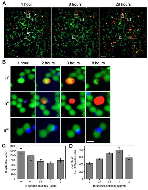 Figure 5. Visualizing T cell–mediated B-cell killing using bispecific antibodies. (A) CMFDA-labeled BJAB cells (green) were incubated with the bispecific antibody and anti-CD8–APC-labeled T cells (blue) on the Drop-Array plate. T cell–mediated killing of the BJAB cells is seen as positive PI staining (red) in a green cell adjacent to a blue cell. Over time, the number of PI-positive cells increases. The inset regions indicate the areas magnified in panel B. Scale bar = 70 μm. (B) Three different interaction events are indicated. Panel i shows an event where a T cell is adjacent to a BJAC cell and causes the death of that cell as indicated by positive PI staining. Panel ii shows an event in which the T cells cause cell killing of the BJAB cell but the PI positive cell does not burst until much later than the 8-hour time point. Panel iii shows an event in which a T cell is adjacent to 2 BJAB cells and fails to kill either of them. Scale bar = 14 μm. (C) Quantitation of the number of BJAB cells (green) remaining at 28 hours with increasing concentrations of the bispecific antibody. (D) Quantitation of the number of PI-positive cells (red) after 28 hours with increasing concentrations of the bispecific antibody.