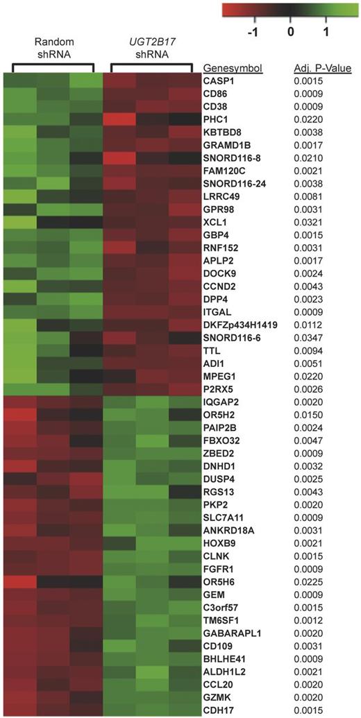 Figure 4. Top 50 differentially expressed genes after UGT2B17 gene expression knockdown in MEC-1. The rows are scaled to have a mean of zero and standard deviation of one (z-score).