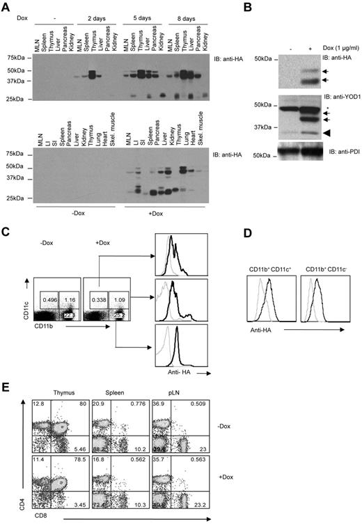 Figure 1. Characterization of YOD1-C160S transgenic mice. (A) YOD1-C160S mice were fed with normal or doxycycline (2 mg/mL) supplemented water. Lysates of indicated organs from euthanized mice were resolved by electrophoresis and immunoblotted using an anti-HA antibody. The top panel shows the kinetic of YOD1-C160S expression in mice on doxycycline for 2, 5, or 8 days. The bottom panel shows expression of YOD1-C160S in different organs as indicated at 8 days of doxycycline supplementation. (B) HA immunoblots show expression of YOD1-C160S (top panel) and total YOD1 (middle panel, arrows: YOD1-C160S, wedge: endogenous YOD1, asterisk: background band) in BMDCs on day 7. Anti-PDI blot served as loading control. (C) YOD1-C160S mice were given doxycycline-water for 7 days and splenocytes were isolated thereafter. Intracellular staining in surface stained CD11c+ and CD11b+ cells was performed using Alexa Fluor 488–conjugated anti-HA antibody. (D) Intracellular staining for YOD1-C160S expression in control and doxycycline supplemented BMDCs using anti-HA Alexa Fluor 488 conjugated antibody is shown. (E) Mice were given doxycycline water for ∼ 20 days and cellular distribution in the lymphoid organs of control and doxycycline supplemented mice is shown by representative FACS plots.