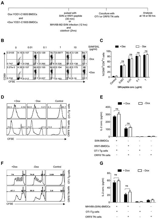 Figure 2. YOD1-C160S expressed in BMDCs has no effect on direct antigen presentation. (A) Schematic of direct antigen presentation experiments. Expression of YOD1-C160S in BMDCs was induced by adding 1 μg/mL of doxycycline to the culture. BMDCs were either pulsed with the class I restricted peptides SIINFEKL or KNYIFEEKL, or infected with recombinant MHV-68 virus expressing SIINFEKL. BMDCs were then cocultured with CFSE labeled OT-I or ORF8 TN cells. Activation, proliferation, and cytokine production by T cells was analyzed. (B-C) FACS plots and bar diagram show the activation of OT-I cells at different SIINFEKL concentration as indicated by CD69 surface expression. (D) FACS plots show the proliferation of OT-I Tg (top panel) or ORF8 TN cells (bottom panel) when cocultured with the respective peptide-pulsed BMDCs. (E) IL-2 levels in the culture supernatants as measured by ELISA are shown. (F-G) Proliferation (F) and IL-2 production (G) by ORF8 TN and OT-I cells are shown. All experiments were repeated 3 times and data are represented as mean ± SEM.