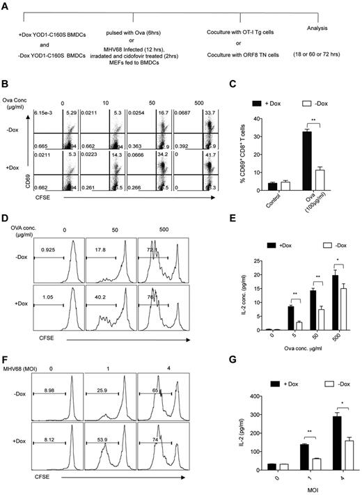 Figure 3. YOD1-C160S expressing BMDCs enhance antigen cross-presentation. (A) A schematic of antigen cross-presentation experiments is shown. Control and YOD1-C160S expressing BMDCs were either pulsed with Ova or were fed apoptotic MHV-68–infected MEFs and cocultured with OT-I cells or ORF8 TN cells, respectively. (B-C) FACS plots (B) and bar diagram (C) show expression of CD69 by OT-I cells measured after 18 hours of cocultures with BMDCs that were pulsed with indicated concentrations of ovalbumin. (D-E) Proliferation (D) and IL-2 production (E) by OT-I cells was measured after 60 hours of coculture with Ova-pulsed control and YOD1-C160S BMDCs at indicated concentrations of Ova. (F-G) Proliferation (F) and IL-2 production (G) by ORF8 TN cells was measured after 72 hours of coculture with control and YOD1-C160S BMDCs, which were fed with MHV-68–infected apoptotic MEFs. All experiments were repeated at least 3 times and data are represented as mean ± SEM.