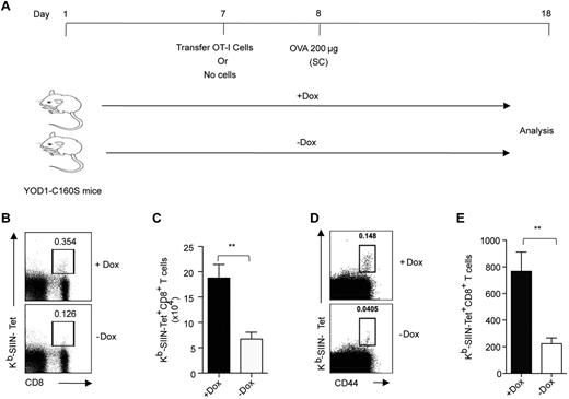 Figure 5. YOD1-C160S mice mount enhanced antigen-specific CD8+ T-cell response on immunization. (A) Schematic of in vivo experiments is shown. Control and YOD1-C160S mice, which either received OT-I cells or no cells, were immunized subcutaneously with 200 μg of Ova. Five × 105 OT-I cells were transferred into control and YOD1-C160S mice, which were then immunized subcutaneously with 200 μg of Ova in IFA. Frequencies and numbers of Kb-SIINFEKL-Tet+ CD8+ T cells in draining iliac LNs after 7 days were measured by flow cytometry. (B) Representative FACS plots show the frequencies of Kb-SIINFEKL-Tet+ cells. (C) Absolute numbers of Kb-SIINFEKL-Tet+ cells in draining iliac LNs of 2 groups of mice are shown. (D-E) Control and YOD1-C160S mice were immunized subcutaneously with 200 μg of Ova in incomplete Freund adjuvant (IFA) and the frequencies and numbers of endogenous Kb-SIINFEKL-Tet+ cells were analyzed in iliac LN 7 days after transfer. (D) Representative FACS plots show frequencies of endogenous Kb-SIINFEKL-Tet+ cells. (E) Total numbers of Kb-SIINFEKL-Tet+ cells in the iliac LNs of control and YOD1-C160S mice are shown. In each experiment, 4 mice were included and experiments were repeated at least 3 times. Mean values ± SEM are shown.