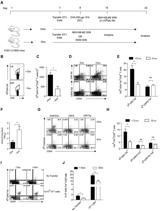 Figure 6. Differential expansion of antigen-specific CD8+ T cells in immunized YOD1-C160S mice on viral infections. (A) A schematic of in vivo experiments is shown. Control and YOD1-C160S mice, which received OT-I cells, were immunized subcutaneously with 200 μg of Ova in IFA. The mice were challenged with a recombinant γ-herpes virus (MHV-68-M2-SIINFEKL) and analyses were performed 7 days after infection, respectively. In some experiments (G-J) OT-I cells recipient mice were infected with MHV-68-M2-SIINFEKL or influenza A virus (WSN-SIINFEKL) and analyses were performed 7 or 10 days after infection, respectively. (B-F) Control and YOD1-C160S mice were transferred with 5 × 105 of OT-I cells and immunized with 200μg of Ova in IFA. Seven days after immunization frequencies of Kb−SIINFEKL-Tet+ cells were measured in peripheral blood and mice were then infected intranasally with 2 × 104 PFU of recombinant MHV-68-M2-SIINFEKL virus. At 7 days after immunization, the activation status, frequencies, and numbers of antigen specific cells were measured in the draining mediastinal LN and viral burden was measured in the extracted lung tissues. Representative FACS plots (B) and bar diagrams (C) show the frequencies of Kb-SIINFEKL-Tet+ cells in the peripheral blood of immunized mice before viral infection. Representative FACS plots (D) and bar diagram (E) show the frequencies of Kb-SIINFEKL-Tet+ and ORF8-Tet+ CD8+ T cells in the mediastinal LN of mice 7 days after infection. (F) Viral titers in lung homogenates of 2 groups of mice are shown. (G-H) Five × 105 naive OT-I cells were transferred intraperitoneally into control and YOD1-C160S mice 1 day before infection with 5 × 105 PFU of MHV-68-M2-SIINFEKL virus. Representative FACS plots (G) and bar diagram (H) show the frequencies of antigen-specific cells in spleens of infected mice 7 days after infection. (I-J) Untransferred or OT I cells (5 × 103) recipient mice control and YOD1-C160S mice were infected with 100 PFU of WSN-SIINFEKL intranasally and the expansion of Kb-SIINFEKL-Tet+ cells were measured 10 days after infection in mediastinal LNs. Representative FACS plots (I) and bar diagrams (J) show the frequencies of Tet+ cells. Experiments were repeated twice with similar results.