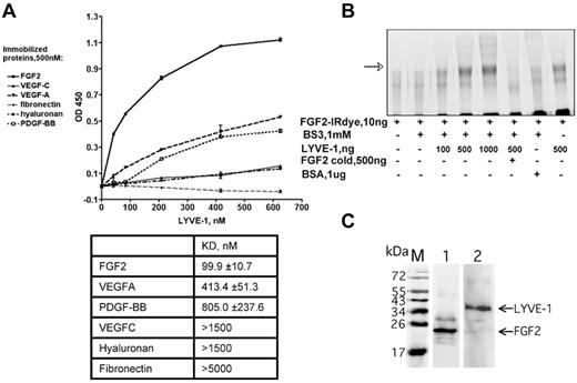 Figure 2. Detection of FGF2/LYVE-1 interaction using other assays. (A) Interaction of LYVE-1 with various ligands detected by a solid-phase ligand-binding assay. LYVE-1 was added to wells coated with different recombinant proteins as indicated, and incubated at 2 hours at 37°C. Anti–LYVE-1, secondary peroxidase-conjugated anti–goat antibodies, and TMB substrate were used to detect bound LYVE-1. Representative experiment was done in duplicate. Error bars represent the mean ± SD (n = 4). Values of dissociation constants (KD) are presented in Table in the bottom. (B) Cross-linking of FGF2 to LYVE-1 in solution. FGF2 labeled with near-infrared fluorescent IRDye800CW (LI-COR Biosciences) was incubated with increasing concentrations of LYVE-1 and reacted for 30 minutes with the cross-linker BS3. Bovine serum albumin (BSA) and unlabeled FGF2 were used as negative controls. Cross-linking samples were analyzed by 10% SDS-PAGE under reducing conditions. The IR signal was visualized using Odyssey infrared imaging system (LI-COR Biosciences). The arrow shows cross-linked FGF2/LYVE-1 oligomers. (C) Co-immunoprecipitation of FGF2/LYVE-1 complexes in solution. Premixed FGF2-N-His/LYVE-1 (500/150nM) was incubated either with mix of 2.6 μg anti–LYVE-1 antibody and 50 μL Dynabeads protein G beads and revealed with rabbit anti-FGF2 antibody and secondary donkey anti–rabbit IRDye800CW conjugated antibody (lane 1) or with mix of 3.3 μg anti-FGF2 antibody and 50 μL Dynabeads protein G beads and revealed with mouse anti–LYVE-1 antibody and secondary donkey anti–mouse IRDye800CW conjugated antibody (lane 2). M, protein molecular weight markers.