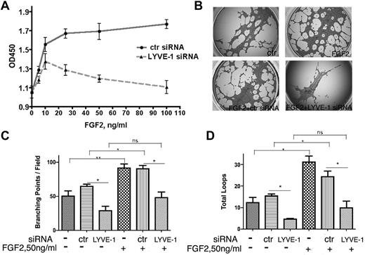 Figure 4. Effect of LYVE-1 knockdown in LEC on FGF2 activity. (A) FGF2 concentration-dependent proliferation of LEC with down-regulated LYVE-1. LECs were transfected for 72 hours with LYVE-1 siRNA or ctr siRNA. Cell proliferation was determined by cell proliferation reagent WST-1. (B-D) Effect of LYVE-1 down-regulation on endothelial tube formation of LECs. LECs were transfected for 24 hours with LYVE-1 siRNA or ctr siRNA and then basal and FGF2-induced capillary tube formation of LECs were performed as indicated in “Methods.” Images of tubulogenesis processed by the Wimasis.com platform. (B) Diagrams of total branching points (C) and number of loops (D). Values are the means ± SD (n = 3).