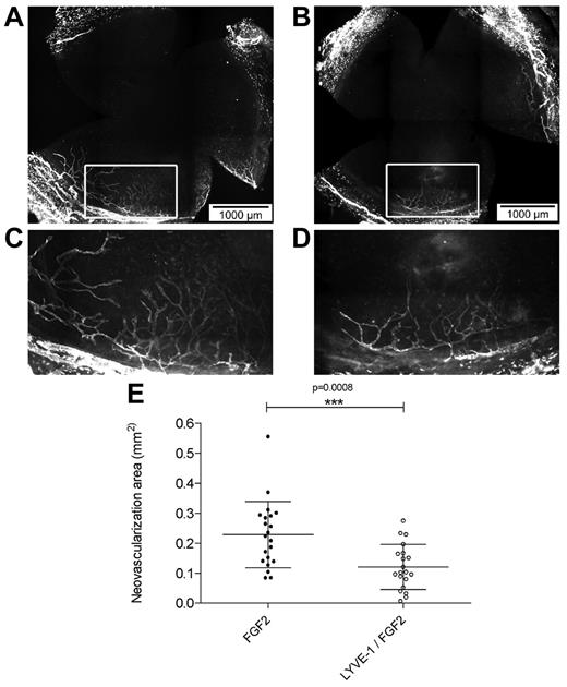 Figure 6. Effect of LYVE-1 on FGF2-induced lymphangiogenesis in vivo. Corneal lymphangiogenesis after implantation of pellets containing FGF-2 alone or FGF-2 and LYVE-1. (A) Corneal whole mount with LYVE-1+ lymphatic vessels induced by 80 ng FGF-2. (B) Corneal whole mount with LYVE-1+ lymphatic vessels induced by a combination of 80 ng FGF2 and 1 μg LYVE-1. (C-D) Details of panels A and B, respectively. (E) Quantitative analysis of corneal lymphangiogenesis induced by FGF2 or FGF2/LYVE-1 containing pellets (nFGF2 = 21, nFGF2/LYVE-1 = 20; P = .0008). Data represent mean ± SD.