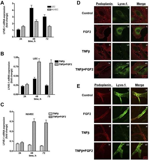 Figure 7. Effect of FGF2 on endogenous LYVE-1 expression in endothelial cells. (A) Endogenous LYVE-1 expression in FGF2-stimulated endothelial cells. LECs and HUVECs were stimulated with 10 ng/mL FGF2 in a time-dependent manner 24, 48, and 72 hours. Endogenous LYVE-1 was measured by qPCR. Results are expressed in fold-change of LYVE-1 mRNA in FGF2-stimulated cells versus nonstimulated cells on each time-point using the GAPDH reference gene. Reversion of the TNFβ-dependent down-regulation of LYVE-1 by FGF2 in LECs (B) and HUVECs (C). LECs and HUVECs were stimulated with 10 ng/mL FGF2 for 24, 48, 72 hours, and 10 ng/mL TNFβ was added to the culture medium. Endogenous LYVE-1 was measured by qPCR as described. Values obtained by qPCR are the means ± SD (n = 3). (D) Immunofluorescence of LECs incubated with TNFβ in the absence or presence of FGF2. Cells were incubated for 48 hours with TNFβ (20 ng/mL) in the absence or presence of FGF2 (20 ng/mL). Immunofluorescence was performed using anti-podoplanin (positive control for lymphatic cells, i-iv) or anti–LYVE-1 (v-viii) antibodies. (ix-xii) Represent the merge of both labeling. (E) Effect of FGF2 on the down-regulation of LYVE-1 in an ex vivo explant culture assay. Explants from male BALB/c mice were cultured in a humidified atmosphere at 37°C in 5% CO2 in the presence of recombinant human 200 ng/mL TNFβ and/or FGF2 at 200 ng/mL for 48 hours. Immunostaining using anti-podoplanin or anti–LYVE-1 antibodies were carried out as indicated in “Methods.” (i-iv) Podoplanin staining; (v-viii) LYVE-1 staining; and (ix-xii) merge.