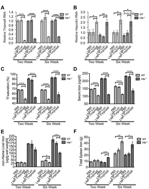 Figure 2. Phenotypic analysis of a HH mouse (Hfe−/−) model after treatment after treatment with LNP-Tmprss6 siRNA. Six-week-old female mice were injected once and then harvested 14 days later (left side of graphs, 2-week experiment) or injected a total of 3 times over 6 weeks and then harvested 14 days after the final injection (right side of graphs, 6-week experiment) with 1 mg/kg of PBS, LNP-Luc, or LNP-Tmprss6. Total mRNA was harvested from WT or Hfe−/− (n = 4 or 5 for each genotype) mice and Tmprss6 (A) or hepcidin (Hamp; B) mRNA was assessed by quantitative real-time PCR as in Figure 1. Ratios are expressed ± SEM. (C-F) Analysis of serum transferrin saturation (C; %), serum iron (D; μg/dL), nonheme liver iron (E) and total spleen iron (F) are depicted. (n = 5 for each genotype.) P values were calculated using the Student t test. ****P < .001; ***P < .005; **P < .01; *P < .05.