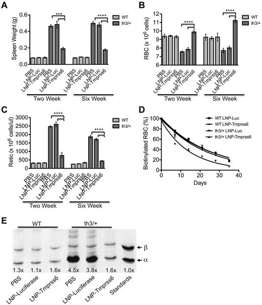 Figure 6. Analysis of RBC maturation in treated Hbbth3/+ mice. (A-C) Total spleen weight (g; A), RBC count (B), and reticulocyte count (Retic; C) are depicted. (D) Murine RBCs were biotinylated and flow cytometric analysis of streptavidin-labeled cells was completed every 7 days (WT LNP-Luc, n = 5; WT LNP-Tmprss6, n = 4; Hbbth3/+ LNP-Luc, n = 2 or Hbbth3/+ LNP-Tmprss6, n = 3) to determine RBC survival. (E) RBC membrane-bound globins were analyzed using TAU gel electrophoresis. The number below each lane is the intensity of α-globin compared with β-globin. Globins from the WT-soluble fraction were used as a standard. Data are presented as mean ± SEM. P values were calculated using the Student t test. ****P < .001; ***P < .005.
