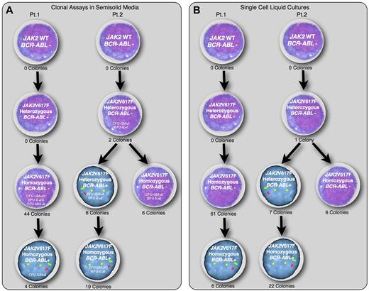 Figure 1. Simultaneous genotyping for JAK2V617F and BCR-ABL1 of individual CFU-GM, BFU-E, and mixed CFUs assayed in semisolid medium and in colonies generated from single CD34+ cells in liquid cultures. CD34+ cells were assayed in semisolid medium (A) or in single-cell liquid cultures (B), supplemented with SCF, thrombopoietin, IL-3, IL-6, and G-CSF, each at 100 ng/mL, and 4 units/mL of erythropoietin (Amgen). Individual HCs were plucked from semisolid media or from liquid cultures of single CD34+ cells. The colonies were divided into 2 parts. Half were analyzed for JAK2V617F using a nested allele-specific PCR and the other half were analyzed for the presence of BCR-ABL1 using interphase FISH. Each HC contained either heterozygous or homozygous JAK2V617F, whereas the BCR-ABL1 was demonstrated only in a fraction of these HCs. JAK2 wild-type HCs and BCR-ABL1+ HCs without JAK2V617F were not observed in either patient.