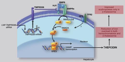 Liver iron transcriptionally activates BMP6, which recruits BMP receptors (BMPRs) and HJV for SMAD1/5/8 pathway activation. The SMAD complex translocates to the nucleus to bind the BMP Responsive Elements (BREs) in hepcidin promoter. Binding of HFE to TfR2 positively modulates hepcidin expression through a still unclear, likely SMAD-related, mechanism. TMPRSS6 inhibits hepcidin through the cleavage of HJV that reduces the BMP-SMAD pathway signaling. Ineffective erythropoiesis down-regulates hepcidin expression through activation of hepcidin inhibitors (iron deficiency and hypoxia and/or TMPRSS6, not shown). High hepcidin/low iron improves ineffective erythropoiesis, likely decreasing iron supply to single erythroid cells. Professional illustration by Marie Dauenheimer.
