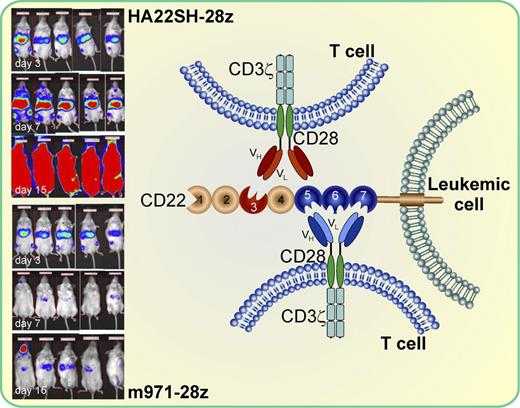 The siglec CD22 consists of 7 extracellular IgG-like domains and is expressed on B-cell leukemias and lymphomas. CAR T cells using different binding sites via the incorporation of single-chain variable fragments VH and VL derived from different anti-CD22 antibodies (m971 and HA22SH) and co-transduced with 2 co-stimulatory molecules (CD28 and CD3ζ) differ in their in vitro and in vivo antileukemic activity against CD22-positive target cells. CAR cells incorporating a more membrane-proximal epitope on CD22 (m971-28z) had a significantly higher in vitro activity and were more effective in reducing the leukemic burden of mice in a xenograft model and prolonging their survival compared with the CARs expressing the more distal binding site (HA22SH-28z). The red color of the mice in the insert is a measure for their leukemic burden at day 3 prior to injection of m971 or HA22SH CAR T cells and at days 7 and 15 after injection. Parts of the figure were adapted from Figure 6A in the article by Haso et al that begins on page 1165.