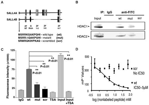 Figure 1. A peptide derived from the aminoterminus of SALL4 can interact with the NuRD complex components, HDAC1/HDAC2. (A) The top diagram compares the structures of the 2 SALL4 isoforms, SALL4A and SALL4B, demonstrating the conserved aminoterminus. Below are the amino acid sequences of the peptides used in this study. In the mut peptide, Lys 5 is replaced with an alanine residue. (B) The wt peptide associates with HDAC1 and HDAC2. Nuclear extracts from 1 × 106 SNU-398 cells were incubated with 20μM FITC-labeled wt, mut, or scr peptides and then immunoprecipitated with anti-FITC or nonimmune IgG, followed by Western blotting with anti-HDAC1 (top panel) or anti-HDAC2 (bottom panel) antibodies. In the first lane, marked “Input,” 10% of the extracts were subjected to Western blot analysis without immunoprecipitation. (C) The wt peptide associates with HDAC activity. Nuclear extracts from 1 × 106 SNU-398 cells were incubated with 20μM FITC-labeled wt, mut, or scr peptides. Extracts were subsequently immunoprecipitated with anti-FITC antibody and the complexes pulled down were subjected to an HDAC activity assay as described in the Methods. TSA was added at a concentration of 100nM. Input is the sample in which 10% of the extract was assayed for HDAC activity without the immunoprecipitation step. (D) The wt peptide binds with high affinity to protein complexes in SNU-398 nuclear extracts. Competitive binding of nonlabeled wt or scr peptides was measured by fluorescent polarization. A 1μM concentration of FITC-labeled wt peptide was added to nuclear extracts from 2 × 107 SNU-398 cells, along with increasing concentrations of nonlabeled scr or wt peptide. The fluorescent polarization (y axis) is decreased if the FITC-labeled peptide is displaced from a larger complex.