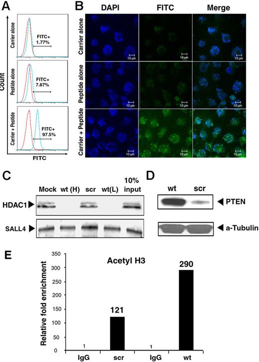 Figure 2. The wt peptide blocks SALL4 repression of PTEN. (A) Flow cytometric analysis on SNU-398 cells treated with Pep-1 carrier peptide alone (top panel), wt peptide alone (middle panel), or Pep-1 carrier + peptide (bottom panel). More than 90% of cells showed FITC-labeled peptide uptake after the use of Pep-1 carrier. (B) Confocal images of the distribution of FITC-labeled peptide in SNU-398 cells treated as shown in panel A. (C) The endogenous SALL4 interaction with HDAC is blocked by wt (wt(H): 20μM; wt(L): 10μM), but not scr peptide. SALL4 was immunoprecipitated from SNU-398 nuclear extracts (1 × 106 cells) pretreated with wt or scr peptides as indicated using an anti-SALL4 antibody. Immunoprecipitates were analyzed by Western blot using HDAC1 (top panel) or SALL4 (bottom panel) antibodies. The interaction was completely abrogated by pretreatment with 20μM wt peptide (lane 2) but not scr peptide (lane 3). An equal amount of SALL4 protein was present in all samples. In lane 4 (10% input), 10% of the amount of nuclear extract used in lanes 1 through 3 was subjected to Western blot analysis without immunoprecipitation. (D) Western blot showed increased PTEN expression after wt peptide treatment compared with scr. α-tubulin was used as a loading control. (E) ChIP-quantitative RT-PCR showed increased H3 acetylation markers at the PTEN promoter in SNU-398 cells on wt peptide treatment. Enrichment with control IgG was set at 1.