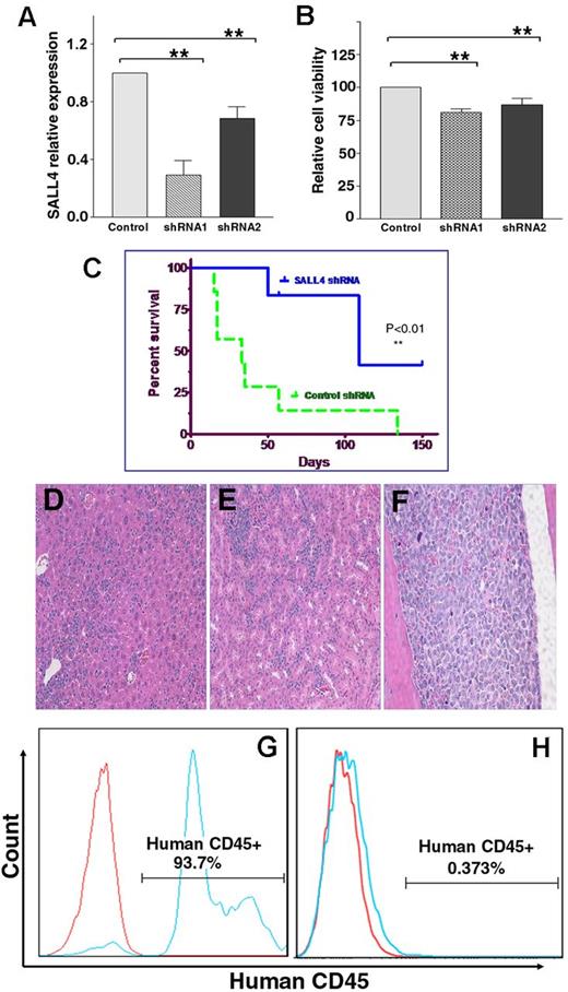 Figure 4. Down-regulation of SALL4 by shRNA leads to decreased cell viability of primary human AML cells in culture and reduced leukemic development in vivo. (A) Down-regulation of SALL4 RNA in primary AML cells using shRNA. Control scr shRNA-infected cells and SALL4 shRNA-infected cells (shRNA1 and shRNA2) were analyzed 48 hours after transduction. The expression of SALL4 RNA in AML cells infected with SALL4 shRNA-expressing retroviruses was reduced to 35% of those infected with scr pRS control vectors, evaluated by quantitative RT-PCR after normalized to GAPDH (n = 3 biologic samples). Error bars indicate SD. (B) Increased apoptosis and cell death were observed via flow cytometry analysis of annexin V/PI staining in AML cells on SALL4 knock-down (shRNA1 and shRNA2). Data were derived from 3 independent experiments. Viable cells were defined as the double-negative (annexin V−/PI−) population. The viability was set as 100 for the control group. (C) Xenotransplantation showed increased survival of mice receiving SALL4-reduced leukemic cells. A total of 1.5 million primary human AML cells were transduced as described in the Methods and cultured for 48 hours before transplantation via tail vein injection. Although the median survival of recipient mice with control scr shRNA retrovirus-transduced primary human AML cells (n = 7) was 33 days, the median survival of recipient mice with SALL4 shRNA retrovirus-infected primary human AML cells (n = 6) was 109 days. The log-rank (Mantel-Cox) P = .03 and the Gehan-Breslow-Wilcoxon P = .01. (D-F) Leukemia development in xenotransplant recipient mice. AML is defined as a blast count more than 20% in the peripheral blood and/or BM with multiple organ involvements observed in recipient mice. Blasts were present in liver (D, 200×), spleen (E, 200×), and BM (F, 200×) as assessed by H&E staining. (G-H) AML cells in xenograft recipients were human CD45+. Flow cytometry was performed on BM from recipients after transduction with control scr (G) or SALL4 shRNA (H) retrovirus. The red line represents isotype control and the blue line represents anti–human CD45 antibody.