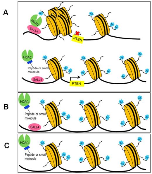 Figure 6. Working model of the novel peptide or a small molecule that targets the interaction between the HDAC complex and its transcription factor recruiter, SALL4. (A) Top panel: SALL4 represses its downstream targets by recruiting an HDAC complex, NuRD, to specific promoter regions such as the PTEN promoter, resulting in histone deacetylation, a more compact chromatin structure, and transcription repression. Bottom panel: the wt peptide (or a small molecule) competes with SALL4 in interacting with NuRD. The repression of PTEN by SALL4 is therefore lost and the PTEN expression is up-regulated, leading to tumor growth inhibition. (B) In some tumor cells (such as the human endometrioid cancer line AN3CA), PTEN is deleted, so the disruption of the SALL4/HDAC complex does not affect cell growth. (C) Some tumors (such as KBM5) do not express SALL4, in which case PTEN will be regulated independently of SALL4 and the wt peptide will not have any effects on cell growth.
