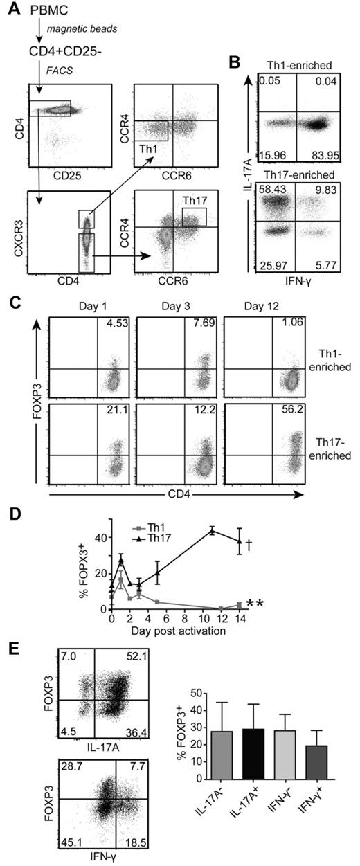 Figure 4. Enriched Th17 cells express high levels of FOXP3 on activation. (A) Sorting procedure for human Th1 (CD4+CD25−CXCR3+CCR4−CCR6−) and Th17 (CD4+CD25−CXCR3−CCR4+CCR6+) cells. CD4+ T cells were isolated from human PBMCs and depleted of CD25+ cells before sorting. (B) Phenotype of Th1-enriched and Th17-enriched cells after 2 weeks of expansion with APC and anti-CD3 Abs. T cells were restimulated and IL-17A and IFN-γ production were determined by intracellular cytokine staining. The cytokine profiles from 1 representative donor of 6 are shown. (C) Representative plots of FOXP3 expression in Th1-enriched and Th17-enriched cells from one donor of 4 on days 1, 3, and 12 after reactivation with anti-CD3/anti-CD28–coated beads (1 bead: 32 cells) are shown. (D) Average FOXP3 expression in Th1-enriched and Th17-enriched cells after reactivation with anti-CD3/anti-CD28–coated beads (1 bead: 32 cells) over 14 days. Each time point represents the average FOXP3 expression from 2-5 different donors. **Significant difference in FOPX3 expression between Th1-enriched and Th17-enriched cells 14 days after reactivation (P = .0028). There is no difference at day 0 (P = .1080). †Significant difference in FOXP3 expression between day 0 and 14 in Th17-enriched cells (P = .0126). (E) Representative (left panel) and average (right panel; n = 3 for IL-17, n = 2 for IFN-γ) FOXP3 expression in IL-17A+, IL-17A−, IFN-γ+, and IFN-γ− subsets within Th17-enriched cultures 12 days after restimulation with anti-CD3/anti-CD28–coated beads (1 bead: 32 cells).