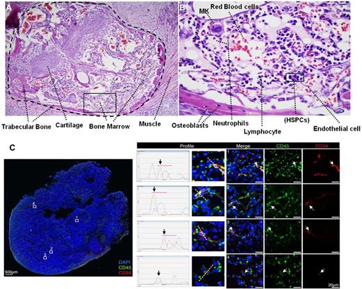 Figure 1. Active hematopoiesis occurs during teratoma formation. (A) Teratoma section stained with hematoxylin/eosin shown at 10× magnification demonstrating typical teratoma bone marrow–like structures. Trabecular bone, cartilage, and bone marrow are clearly visualized. (B) 60× magnification showing blood elements including neutrophils, lymphocytes, megakaryocytes (MK), and immature blasts (HSPCs) in the bone marrow–like island. (C) LSC showing the presence of human CD45+ blood cells (green) and CD34+CD45+ blood stem/progenitors cells (red and green) indicated by white arrows (right panels, 40× objective, scale bar 20 μm), within the context of an entire teratoma section (left panel, 10× objective, scale bar 500 μm). The profile of intensity in each fluorescent channel along the midline of each cell demonstrates the overlap of the red (CD34) and green (CD45 signals) around DAPI+ (blue) stained nuclei (middle panels).