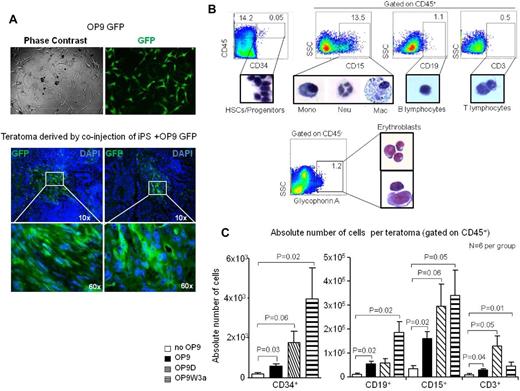 Figure 2. OP9 stroma cells increase intra-teratoma hematopoiesis. (A) OP9-GFP+ cells were injected with iPS cells to generate teratomas. After 8 weeks, teratomas showed the presence of GFP+ cells in the parenchyma. (B) FACS analysis reveals the presence of blood progenitor/stem cells, myeloid cells, B, T cells, and glycophorin+ erythroid cells in the teratoma parenchyma. The percentage of each population is indicated for a representative teratoma derived by co-injection of iPS cells with OP9D. The glycophorin+ population shown as the percentage compared with the total teratoma cell number. (C) Quantitative FACS analysis of different blood populations during teratoma formation when iPS were injected in NSG mice or co-injected with OP9 cells or OP9 ectopically expressing Delta-like1 (OP9D) or Wnt3A (OP9W3a). Error bars represent SD.