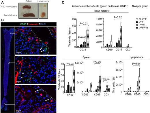 Figure 3. Human blood cells colonize murine hematopoietic and lymphoid tissues. (A) Examples of spleen and lymph nodes of NSG wild-type mouse and NSG carrying 8-week-old teratomas. (B) LSC of femur bone of NSG mice carrying 8-week-old teratoma. The image on the left is the result of merging several images to give the reader a spatial reference of the areas in the femoral cavity from which the high resolution images on the right were obtained. White arrows indicate human CD45+ positive cells (green), whereas mouse laminin is stained red. Femurs of wild-type NSG mice and a secondary IgG were used as negative controls.