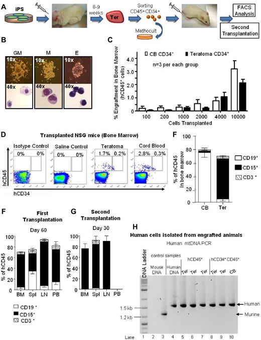 Figure 4. In vivo capacity of blood progenitor/stem cells arising in teratomas. (A) Schematic model for in vitro differentiation and in vivo transplantation of CD45+CD34+ isolated from teratoma. (B) CFU assay revealed the capability of CD45+CD34+ cells to give rise mostly to GM and M colonies. Few E− colonies were also detected. (C) Graph representing human chimerism of CD45+ cells in NSG recipient bone marrow. Three mice per group were transplanted with a different range of human CD45+CD34+ cells isolated from CB and teratoma as indicated. An additional 3 mice were injected with saline solution and used as negative controls. The percentage of human CD45+ cells over total mononuclear cells in bone marrow is shown in the y-axis. (D) Representative FACS analysis showing teratoma and cord blood human CD45+ and human CD34+CD45+ HSPCs populations in NSG recipient bone marrow. (E) Bar-graph showing multi-lineage reconstitution of a NSG bone marrow transplanted with human CD34+CD45+ cells derived from teratomas (Ter) and from cord blood (CB). (F-G) Primary and secondary multi-lineage reconstitution of murine organs by human CD34+CD45+ teratoma cells. For all the transplantation experiments mice injected with saline solution were used as negative control of the experiment. Isotype antibodies were used for gates settings and as additional control. Error bars represent SD. (H) Human-specific PCR of mtDNA shows that human cells are present in engrafted animals. Lane 1: DNA ladder markers. Lanes 2-4: specificity of the assay: human PCR primers efficiently amplify human DNA (lane 4) and do not amplify mouse DNA (lane 2). The latter control is essential as test samples (lanes 5-10) do contain some mouse DNA. Lane 3: validation of the mouse DNA control. The same sample as in lane 2 is successfully amplified with mouse PCR primers to confirm the presence of amplifiable mouse DNA. Lanes 5-7: amplification of FACS-purified human CD45+ cells derived from teratomas isolated from transplanted animals. Lanes 8-9: amplification of FACS-purified human CD34+CD45+ cells derived from teratomas isolated from transplanted animals. Lane 10: amplification of FACS-purified human CD34+CD45+ cells derived from CB isolated from transplanted animals. All the amplifications were performed using human-specific primers which confirm the presence of human cells in the engrafted animals.