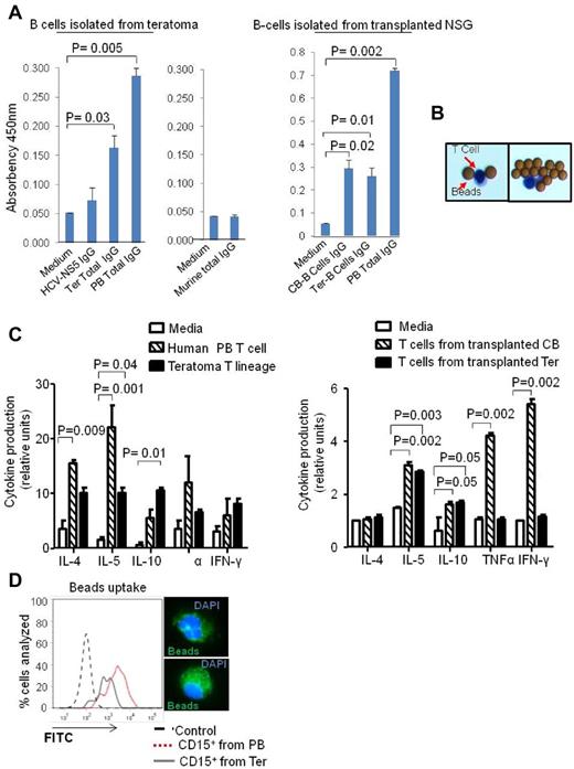 Figure 5. Functionality of B and T-cell lineages derived from teratoma. (A) ELISA assay showing CD19+ B cells-Ter produce NS5 IgG and total human IgG in amounts comparable with those produced by CD19+ cells isolated from human peripheral blood (left panel). Murine CD19+ B cells were isolated and cultured in the same conditions and used as negative control (middle panel). CD19+ B cells derived from transplanted Ter and CB-CD34+CD45+ produce a similar total human IgGs (right panel). Absorbency at 450 nm is shown in the y-axis. (B) Typical CD3+ T cellsTer morphology after isolation from teratoma parenchyma and culture with IL-2 and anti-CD3 beads. (C) Quantitative cytokine assay showing that T cellsTer produce cytokines when stimulated with IL-2 and anti-CD3 beads. The amounts of cytokines secreted were comparable with those secreted by the same number of CD3+ cells isolated from human peripheral blood (left panel). CD3+ T cells isolated from NSG transplanted with cord blood and teratoma HSPCs were isolated from murine spleens after 60 days of transplantation and evaluated for cytokine production (right panel). Error bars represent SD for both experiments. (D) Fluorescents latex bead-phagocytosis assay for CD15+ cells derived from teratoma (Ter) and of CD15+ derived from human PB. The right panel shows representative CD15+ cells after immunofluorescent bead uptake.