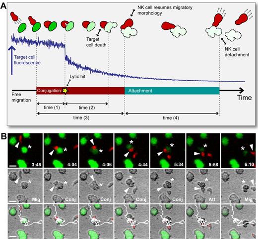 Figure 2. NK cell surveillance involves the dynamic phases migration, conjugation, lytic hit, and attachment. (A) Schematic representation of the process of NK-target cell interaction. Top: NK cell (red) migrating to form a conjugate with a target cell (green) leading to NK-mediated killing of the target cell as detected by decreased intracellular calcein fluorescence in conjunction with visible signs of death (blebbing or swelling). Middle: Intensity profile (blue line) of target cell intracellular calcein showing a clear decrease and decay after the lytic hit. Bottom: Time line defining the phases migration, conjugation, delivery of the lytic hit, and attachment, and the times that were assessed from the experimental data. Time (1) = time to lytic hit, time (2) = time to death, time (3) = conjugation time, and time (4) = attachment time). (B) Time-lapse imaging data showing fluorescence (top), bright-field (middle), and overlay (bottom). An NK cell (red cell body marked by white arrowhead) migrated (Mig, frame 1) to form a conjugate with a target cell (green, star; Conj, frames 2-5), followed by attachment (Att, frame 6) and resumed free migration (Mig, frame 7). At frame 3, the NK cells delivered a lytic hit triggering calcein leakage, which is seen as decreased green fluorescence intensity (frames 3-7) and visible signs of target cell death (frames 4-7). White lines in the overlay images show the NK cell trajectory. Indicated times are hours: minutes. Scale bar indicates 15 μm.