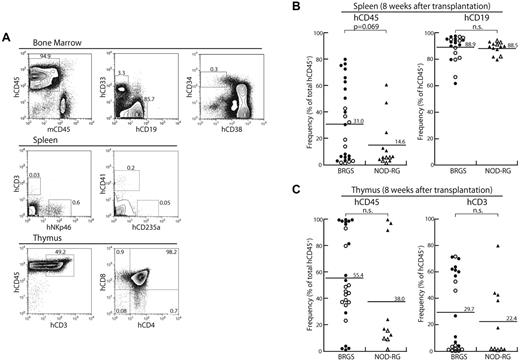 Figure 3. Multilineage human HSC reconstitution in BRGS mice. (A) Representative FACS plots at 8 weeks after transplantation in the BM, spleen, and thymus. (B) Human hematopoietic reconstitution in the spleens of BRGS and NOD-RG recipients (●: BRGS female; ○: BRGS male; ▴: NOD-RG female; ▵: NOD-RG male). There were no significant differences in the percentages of human CD45+ cells and human CD19+ B cells between these mice. (C) Human hematopoietic reconstitution in the thymi of BRGS and NOD-RG recipients. There were no significant differences in the percentages of human CD45+ cells and human CD3+ T cells between these mice. Symbols are as in panel B.