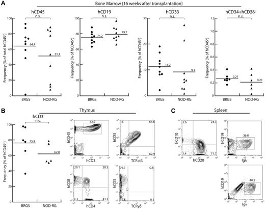 Figure 4. Human hematolymphoid reconstitution at 16 weeks after transplantation. (A) In the BM, BRGS mice showed sustained multilineage engraftment of human hematopoiesis at a level comparable to that in NOD-RG mice (●: BRGS female; ▴: NOD-RG female). (B) In the thymus, CD3+ T cells were developed and their frequencies were comparable in BRGS and NOD-RG mice. On FACS analysis, cells were differentiated into CD4+ and CD8+ single-positive T cells expressing the surface TCR-αβ chain. (C) In the spleen, CD10−CD19+CD20+ mature B cells expressing surface Ig light chain λ or κ chain were present.