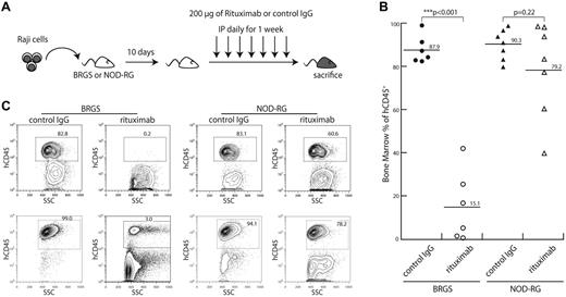 Figure 7. CDC activity of antibodies is evaluable in vivo in the BRGS xenogeneic model. (A) Experimental scheme of this experiment. Raji cells were injected into mice via the tail vein. Ten days after the injection, either rituximab or control IgG2a antibody (200 μg each) was injected IP daily for 1 week. (B) Frequencies of human CD45+ Raji cells in the BM of BRGS and NOD-RG mice with or without rituximab injection. A significant reduction of Raji cells was found only in BRGS mice injected with rituximab. (C) Representative FACS plots of the BM cells of BRGS and NOD-RG mice after injection of rituximab or control IgG.