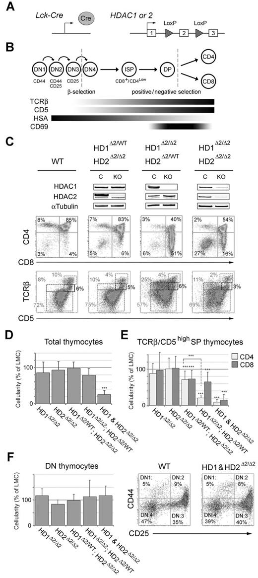Figure 1. Analysis of thymocytes lacking HDAC1/2 isolated from neonatal mice. (A) Schematic diagram of the model system used. Cre expression is driven from the proximal promoter of the T-cell specific tyrosine kinase, Lck. Both Hdac1 and Hdac2 are inactivated by deletion of exon 2, which is flanked by LoxP sites (triangles). (B) Schematic diagram illustrating the key steps of intra-thymic T-cell development. Early lymphoid progenitor cells enter the thymus from the bone marrow as double negative (DN) cells, the most immature cells of the thymus and exit to the periphery as either CD4SP (helper) MHC class II–restricted, or CD8SP (cytotoxic) MHC class I–restricted T cells. DN1, DN2, DN3, and DN4 stages of DN cell differentiation are distinguished by the relative expression levels of CD44 and CD25. Likewise, stages of DN to CD4+ or CD8+ T-cell differentiation are distinguished by the relative expression levels of CD4 and CD8. Bottom panel: Expression of other cell-surface markers, in combination with the expression of CD4/8, used to distinguish compartments of intra-thymic development of T cells of the TCRα/β lineage. (C) Thymocytes of the indicated genotype were isolated from neonatal mice (1-2 weeks old) and used either to make nuclear extract for Western blotting (top panel), or for 2 color FACS analysis (bottom panels). Percentages represent the mean where n > 6 for each genotype. (D-E) Comparative thymocyte cellularity compared with litter-mate controls from the genotypes indicated (***P < .001, paired t test). (F) Analysis of double negative (DN) thymocytes. Comparative thymocyte cellularity (left panel), and 2-color FACS analysis (right panel) for thymocytes of the indicated genotype.