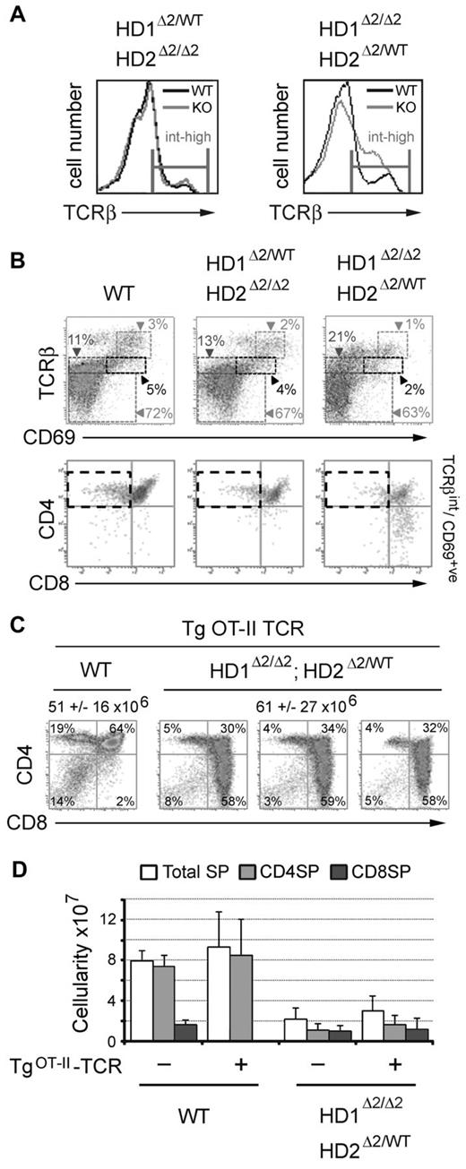 Figure 2. Thymocytes deleted for Hdac1/2 fail to undergo positive selection. Experiments were performed on thymocytes isolated from mice at 3-4 weeks of age. (A) FACS analysis of TCRβ expression levels in mice of the indicated genotype. (B) Two-color FACS analysis on thymocytes isolated from mice of the indicated genotype (n > 6). (C) Percentage and cellularity (mean ± SEM n = 4) of wild-type and Hdac1Δ2/Δ2; Hdac2Δ2/WT thymocytes in the presence of an OTII-TCR transgene. (D) Cellularity of single positive (SP) thymocytes, total, CD4SP and CD8SP mean ± SEM are shown. (n = 4 for all genotypes).