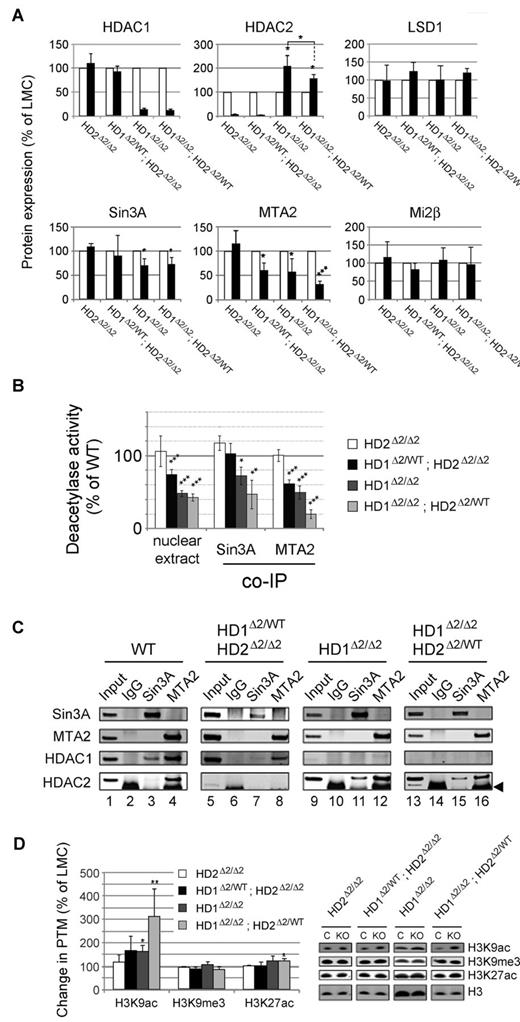 Figure 3. Loss of co-repressor complex integrity and increased histone acetylation in Hdac1/2 knock-out thymocytes. Experiments were performed on thymocytes isolated from 6- to 8-week-old mice. (A) Quantitative Western blot data for the indicated proteins. White and black bars denote protein levels measured in wild-type or knock-out cells, respectively from the indicated genotypes. Blots were quantified using a LiCOR scanner and normalized to the level of α-tubulin. Relative protein expression is presented as % of LMCs. Mean values (n = 3) ± SEM are plotted. (*P < .05, ***P < .001, paired t test). (B) Deacetylase activity was measured using a commercially available kit using 2μg of nuclear extract (left), or from individual HDAC1/2 containing complexes immunoprecipitated using anti-sera to Sin3A, or MTA2 as indicated. Nuclear extracts were prepared from thymocytes of the indicated genotype. (C) Western blot data for the indicated proteins co-immunoprecipitated in panel B. (D) Quantitative Western blotting was used to determine the levels of global histone acetylation. Acetylation levels were normalized to the total amount of H3 quantified using a LiCOR scanner. Mean values (n = 3) ± SEM are plotted. (*P < .05, **P < .01, paired t test).