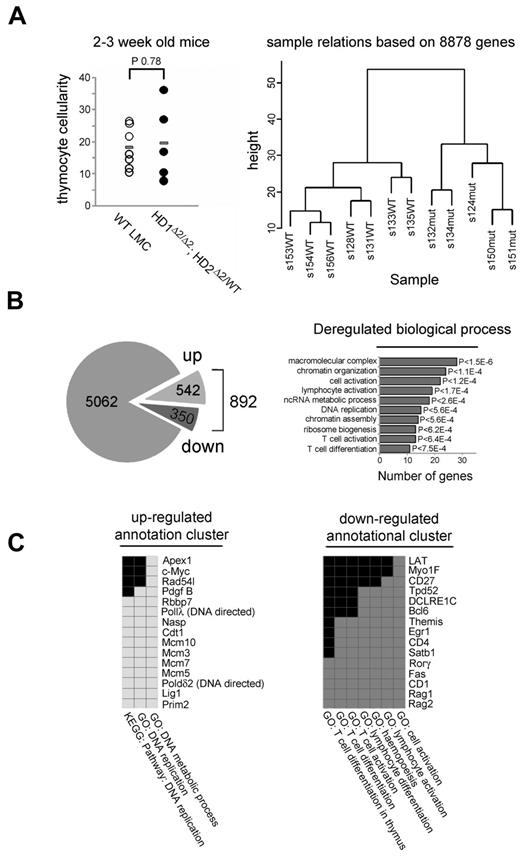 Figure 4. Gene expression profiling of prelymphomic Hdac1Δ2/Δ2; Hdac2Δ2/WT thymocytes. (A) Total thymocyte cellularity is similar between Hdac1Δ2/Δ2; Hdac2Δ2/WT (n = 5) and WT LMCs (n = 7) of 2- to 3-week-old mice used for global transcription profiling. Bar indicates mean (P > .78, unpaired t test). Hierarchical clustering of samples based on signal detection values of 8878 genes indicates a distinct transcriptional program exists between Hdac1Δ2/Δ2; Hdac2Δ2/WT and WT LMCs. S indicates sample. Number indicates sample identifier, and WT or mut postfix indicates samples from WT LMCs or Hdac1Δ2/Δ2; Hdac2Δ2/WT genotypes, respectively. (B) Summary of transcriptome profiling. Number of transcripts detected in Hdac1Δ2/Δ2; Hdac2Δ2/WT or WT LMCs samples (left), presented as unregulated (gray), up-regulated (up), or down-regulated (down). Functional annotation clustering of all deregulated genes using DAVID (right). Represented are the top 10 statistically enriched biologic function gene ontology terms (BF-GO terms) and the number of deregulated genes of each annotational cluster. (C) DAVID analysis was also performed on up- and down-regulated genes, identifying enrichment of gene clusters as indicated. Gene names and associated BF-GO terms are listed; colored blocks indicate a corresponding GO term association positively correlated. Gene enrichment P values are provided by DAVID; calculated using EASE Score (modified Fisher exact P value).