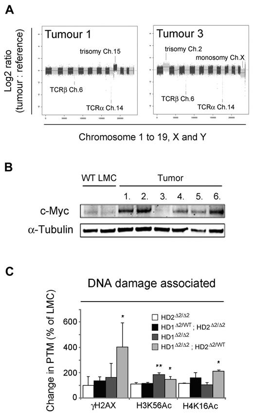 Figure 6. Hdac1Δ2/Δ2; Hdac2Δ2/WT T-cell tumors are associated with chromosomal instability. (A) Representative aCGH plots of gDNA isolated from Hdac1Δ2/Δ2; Hdac2Δ2/WT T-cell lymphomas (tumor) and tail (reference) from the same mouse. Log2 ratios of tumor versus reference samples are shown. Log2 ratios > ± 0.5 indicate single copy gains or losses, log2 ratios of > ± 1 indicate multiple copy gains or losses. Alternating dark and light shades represent individual chromosomes in sequence from 1 to 19 (autosomes), plus X and Y. (B) Western blot data of c-Myc using thymocyte protein extracts of tumor samples. α-tubulin is used as a loading control. (C) The global acetylation status of core histones from 6- to 8-week-old mice was detected using quantitative Western blotting. Acetylation levels were normalized to the total amount of H3 quantified using a LiCOR scanner. Mean values (n = 3) ± SEM are plotted. (*P < .05, **P < .01, paired t test).