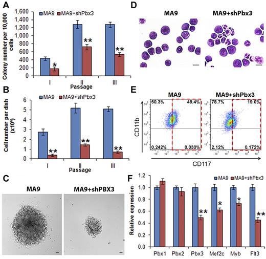 Figure 2. Knockdown expression of Pbx3 by shRNA inhibits cell transformation mediated by MLL-AF9. Colony-forming and replating assays of mouse normal BM progenitor cells transduced with MSCVneo-MLL-AF9+pGFP-V-RS-scrambled (ie, MA9) or MSCVneo-MLL-AF9+ pGFP-V-RS-Pbx3 shRNA (ie, MA9+shPbx3). Duplicates were plated for each combination with 1 × 104 cells per dish, and every 7 days the cells were replated for up to 3 passages. Mean values and standard deviations (mean ± SD) from 2 independent experiments are shown (*P < .01; **P < .001, 2-tailed t test). (A) Numbers of colonies per dish (only colonies with ≥ 50 cells/colony were counted; 1 × 104 input cells) in each passage are shown. (B) Average numbers of colony cells per dish are shown. (C) Morphology of colonies of secondary passage. Scale bars represent 100 μm. (D) Morphology of cells of secondary passage. Cells were stained with Wright-Giemsa. Scale bars represent 10 μm. (E) Flow cytometric analysis of colony-forming cells (secondary passage) with APC-labeled anti-CD117 (ie, c-Kit) antibody and eFluor 450–labeled anti-CD11b (ie, Mac-1) antibody. (F) qPCR assay of the endogenous expression of Pbx1, Pbx2, Pbx3, Mef2c, Myb, and Flt3 in colony cells collected from the secondary passage.