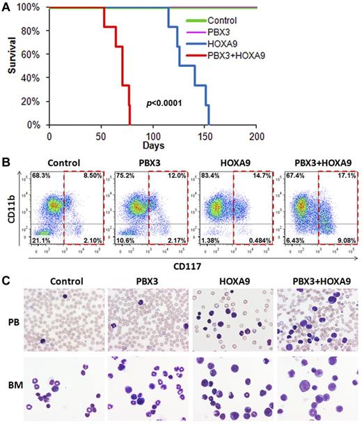 Figure 4. PBX3 exhibited a synergistic effect with HOXA9 in inducing leukemia in transplanted mice. (A) The PBX3+HOXA9 (ie, MSCV-PIG-PBX3+MSCVneo-HOXA9; n = 6) group developed leukemia significantly faster (median overall survival, 71 days versus 140 days; P < .0001, log-rank test) than the HOXA9 alone (ie, MSCV-PIG+MSCVneo-HOXA9; n = 6) group, whereas the control group (ie, MSCV-PIG+MSCVneo; n = 6) and the PBX3 alone (ie, MSCV-PIG-PBX3+MSCVneo; n = 7) group did not develop leukemia. Kaplan-Meier curves are shown. (B) Flow cytometric analysis of BM cells of representative mice stained with APC-labeled anti-CD117 (ie, c-Kit) antibody and eFluor 450–labeled anti-CD11b (ie, Mac-1) antibody. (C) Comparison of cell morphology between the 4 mouse groups. Peripheral blood (PB) and BM cell cytospin via Wright-Giemsa staining are shown.
