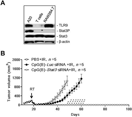 Figure 1. Therapeutic effect of local radiation therapy combined with CpG-Stat3 siRNA treatment on TLR9+ BCL in mice. (A) Stat3 is constitutively activated in TLR9+ A20 BCL cells. Shown are results from the Western blot analysis of TLR9, activated and total Stat3 compared with β-actin used as a loading control; TLR9+ RAW264.7 macrophages and TLR9− CD4 T cells were used for reference. (B) Mice with established SC growing A20 BCL were injected IT using CpG(B)-Stat3 siRNA, control CpG(B)-Luc siRNA, or PBS only twice daily (on days 16 and 17) before radiotherapy and then 6 hours after radiotherapy and 2 more times every other day (on days 20 and 22). Local tumor irradiation at a single 20-Gy dose on day 18 is indicated by an arrow. Shown is the A20 tumor growth kinetics in the experiment using 5 mice per each treatment group. Data are shown as means ± SEM. Statistically significant differences between groups treated with CpG(B)-Stat3 siRNA and controls treated with CpG(B)-Luc siRNA are indicated with asterisks.