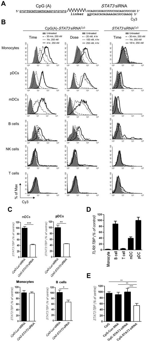 Figure 2. Design of the CpG(A)-STAT3 siRNA conjugate for targeting STAT3 in human TLR9+ cells. (A) Structure and sequence of the CpG(A)-STAT3 siRNA: CpG(A) ODN (D19 sequence) was conjugated to the STAT3 siRNA guide (AS) strand through a flexible carbon chain linker; deoxyribonucleotides are underlined; asterisks indicate phosphothioation sites; shown is a position of the fluorochrome (Cy3) at the 5′ end of the STAT3 siRNA passenger strand. (B) Targeted delivery of STAT3 siRNA into various populations of primary human immune cells in vitro. Human PBMCs were incubated in the presence of fluorescently labeled CpG(A)-STAT3 siRNACy3 or unconjugated STAT3 siRNACy3 in various concentrations for the times indicated without any transfection reagents. Percentages of Cy3+CD14+ monocytes, CD303+ (BDCA2+) pDCs, CD1c+ (BDCA1+) mDCs, CD19+ B cells, CD56+ NK cells, and CD3+ T cells were assessed by flow cytometry. Similar results were obtained from 3 independent experiments. (C) CpG(A)-STAT3 siRNA treatment leads to STAT3 gene silencing in various immune cell populations. Monocytes, mDCs, pDCs, and B cells were incubated with 500nM CpG-siRNAs targeting STAT3 or Luc (as negative control) for 18 hours. STAT3 expression was measured using qPCR. Shown are results normalized to TBP gene expression levels from 1 of 3 independent experiments; STAT3 expression level in control CpG-Luc siRNA-treated samples was set as 100%. Data are shown as means ± SEM (n = 3). Statistically significant differences are indicated with asterisks. ***P = .0005; **P = .0034; *P = .03. (D) TLR9 is expressed in target immune cell populations sensitive to CpG(A)-siRNA–mediated gene silencing. TLR9 expression was measured by qPCR in enriched populations of monocytes, T cells, and B cells or in cultured mDCs and pDCs. The results are representative of 2 independent experiments performed in triplicate. Data are shown as means ± SEM. (E) STAT3 silencing by CpG(A)-siRNA conjugates depends on TLR9 targeting and activation. STAT3 expression was assessed by qPCR in cultured pDCs treated for 18 hours using CpG(A) alone, CpG(A) linked to nonsilencing control RNA, nontargeting GpC(A)-STAT3 siRNA, or CpG(A)-STAT3 siRNA. Shown are results from 1 of 2 independent experiments performed in triplicate. Data are shown as means ± SEM.