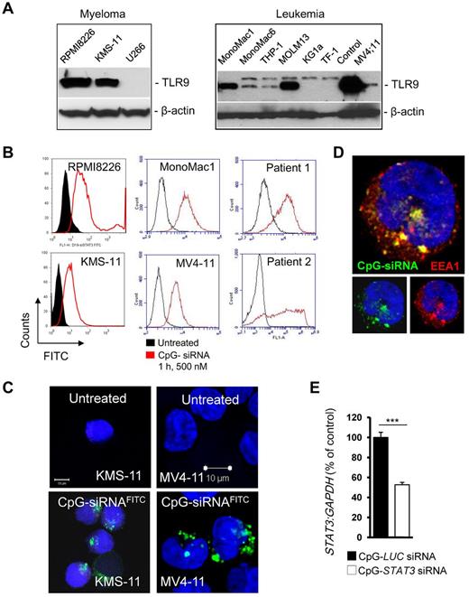 Figure 4. CpG-siRNA uptake and gene silencing in TLR9+ MM and AML cells. (A) The majority of tested MM (left) and AML (right) cells expressed high levels of TLR9 protein. Representative results from at least 2 Western blotting analyses are shown; positions of TLR9 and β-actin for loading control are indicated. (B) CpG-siRNA is quickly internalized by established MM and AML cells as well as by patient AML blasts in vitro. Cells were incubated with 500nM FITC-labeled CpG-STAT3 siRNA for 1 hour. The percentage of FITC+ cells was analyzed by flow cytometry. (C-D) CpG-STAT3 siRNA accumulated in early endosomes shortly after intracellular uptake. KMS-11 myeloma cells (C) and MV4-11 leukemia cells (C-D) were treated with 500nM CpG-STAT3 siRNAFITC for 1 hour. The intracellular localization of the conjugate was assessed by confocal microscopy. Green indicates CpG-STAT3 siRNAFITC; red, EEA1 (early endosome marker); and blue, nuclear staining with DAPI. (E) Target gene silencing in cultured KMS-11 cells incubated with 500nM CpG-STAT3 siRNA for 18 hours. Shown are results averaged from 4 independent experiments analyzed by qPCR and normalized to GAPDH.