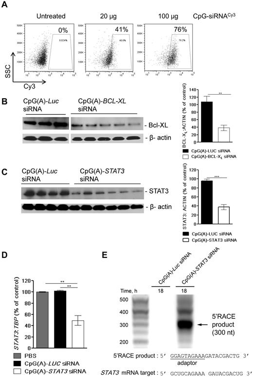Figure 5. In vivo delivery of CpG-siRNAs induces RNAi and abrogates target gene expression in TLR9+ leukemia cells. (A) Dose-dependent uptake of IT injected CpG-STAT3 siRNA by TLR9+ MV4-11 cells. Tumor cells were injected SC into NSG mice. After tumors were established, mice were injected IT using 20 or 100 μg of Cy3-labeled CpG-STAT3 siRNA. The percentage of Cy3+ cells was analyzed by flow cytometry in cell suspensions prepared from tumors harvested 3 hours after injection. (B-C) IT injections of CpG(A)-siRNA can effectively silence expression of BCL-XL or STAT3 proteins in xenotransplanted MV4-11 leukemia. NSG mice were injected with MV4-11 AML cells. After tumors were established (day 7), mice were treated 4 times with daily IT injections of CpG(A)-siRNAs targeting BCL-XL (B) or STAT3 (C). Protein levels of both BCL-XL and STAT3 were evaluated using Western blotting with β-actin as a loading control in samples derived from single tumors for both experimental groups. Band intensities were quantified by densitometry using ImageJ Version 1.46 software based on identically exposed images. Shown are results from 1 of 2 independent experiments analyzed for statistical significance. **P = .003; ***P < .0001. (D-E) RNAi-mediated STAT3 gene knockdown in MV4-11 tumors treated using IT injections of CpG(A)-siRNAs as in panel B. (D) STAT3 gene silencing in samples from 4 individual tumors was verified by qPCR and normalized to TBP expression; shown are means ± SE. (E) CpG(A)-STAT3 siRNA-induced cleavage of STAT3 mRNA in MV4-11 tumors in vivo. Tumors injected IT using CpG(A)-siRNAs as indicated were harvested 18 hours later. Total RNA samples were analyzed by the 5′RACE-PCR assay followed by DNA sequencing detecting mRNA cleavage within the targeted region (partial sequences are shown); arrow indicates the major RACE product of the predicted length (300 nt).