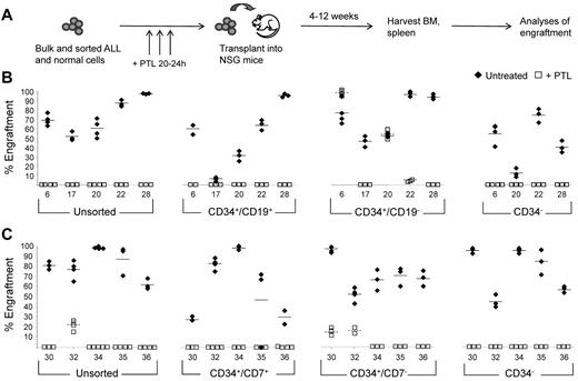 Figure 4. In vivo propagating ability of PTL-treated ALL subpopulations. (A) Unsorted and sorted ALL cells were treated with PTL for 20-24 hours in vitro, and then injected into NSG mice. Cells were inoculated at the following doses per mouse: unsorted (1-5 × 106), CD34+/CD19+ (8 × 104-1 × 106), CD34+/CD19− (1.8 × 103-1.2 × 105), CD34− (1.5-2 × 106 B-ALL), CD34+/CD7+ (1-1.5 × 106), CD34+/CD7− (4-6 × 104), and CD34− (1.5-5 × 106 T-ALL). After 4-12 weeks, leukemia cell engraftment in BM was analyzed by flow cytometry using a panel of antibodies. (B-C) Levels of engraftment attained using unsorted and sorted subpopulations from 5 B-ALL patients (B) and from 5 T-ALL patients (C). Each symbol depicts the engraftment level of human leukemia cells from the patients indicated as measured in the BM of individual mice. Closed symbols represent mice inoculated with untreated cells; opens symbols, mice inoculated with PTL-treated cells. Solid horizontal bars represent mean engraftment levels using untreated cells; dashed bars represent mean engraftment levels using PTL-treated cells.
